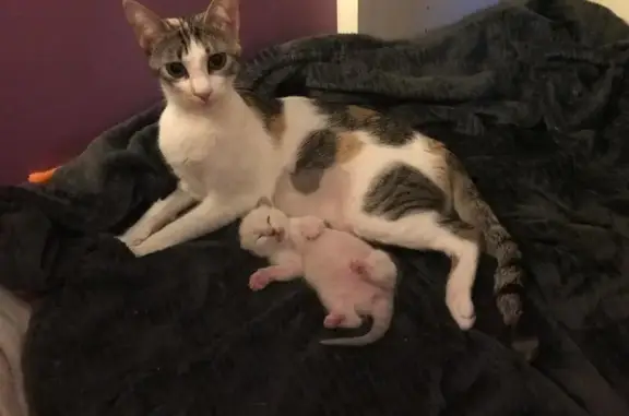 Chat perdu, Vaux-le-Pénil, photo: Chatte blanche et tigrée perdue à Vaux-le-Pénil