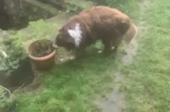 Chien chocolat et blanc trouvé à Baulne - photo