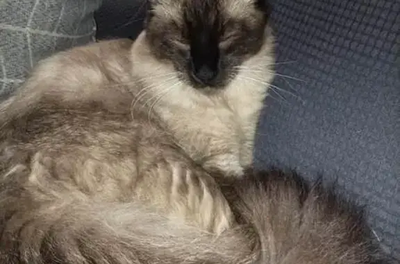 Chat mâle disparu à Entre-Deux-Guiers - photo
