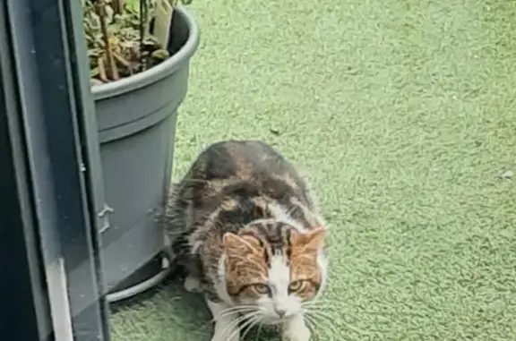 Animaux trouvés , photo: Gros chat mâle trouvé à Havernas