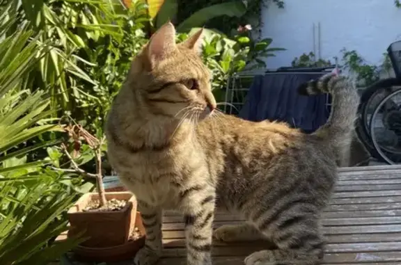 Animaux perdus La Baule-Escoublac, photo: Chat noir perdu à La Baule