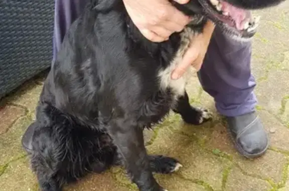 Chien trouvé Nouvelle-Aquitaine, photo: Chien mâle noir et blanc trouvé à Cozes