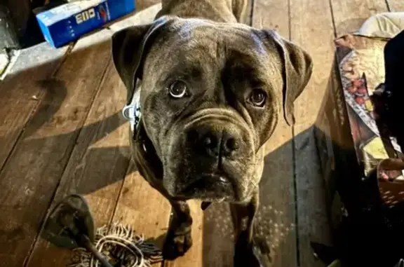 Chien perdu Sainte-Marie, photo : Chien perdu : Roko, cane corso gris