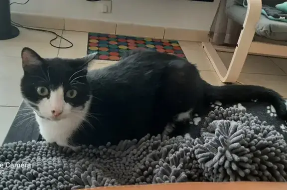 Chat perdu, Torreilles, photo: Chat disparu: noir et blanc, 4 ans, Torreilles