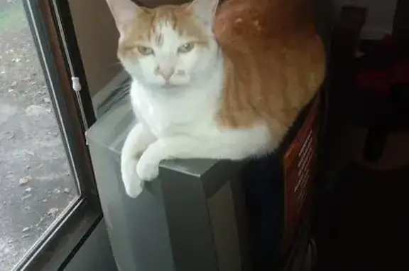 Missing: Sweet Orange & White Cat Luci