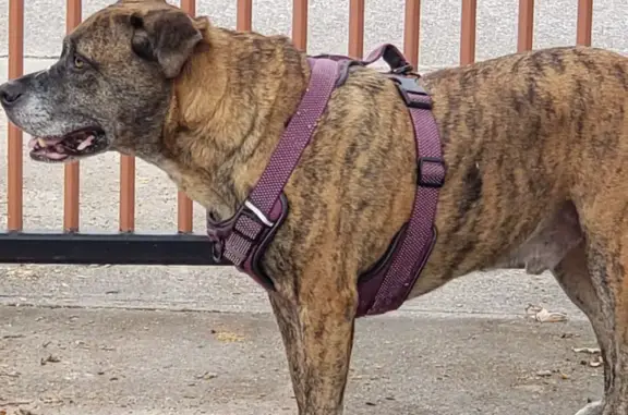 Help Find Brindle: Lost on Gus Thomasson