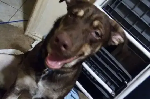 Coonhound, female, brown,tan,and beige. Wearing a pink collar.