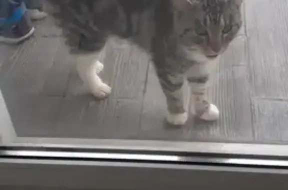 Chat tigré aux chaussettes blanches trouvé - photo