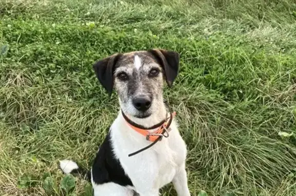 Chien perdu , photo : Chien mâle perdu à Boissy-le-Châtel