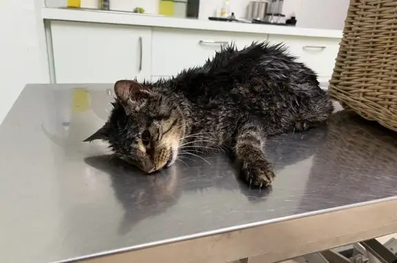Animaux trouvés Bricquebec, photo: Chat blessé trouvé à Bricquebec-en-Cotentin