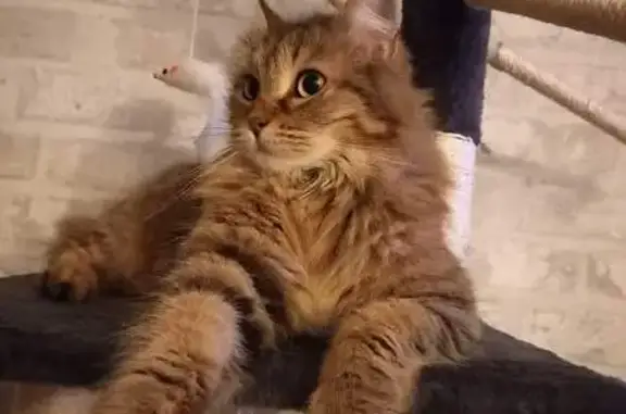 Animaux perdus , photo: Zouzou, chatte tigrée perdue à Maisonnay