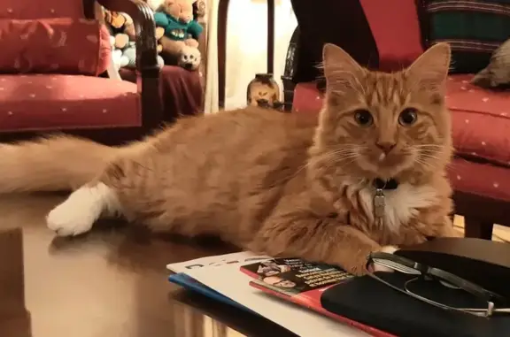 Chat européen roux disparu à Dinan - photo