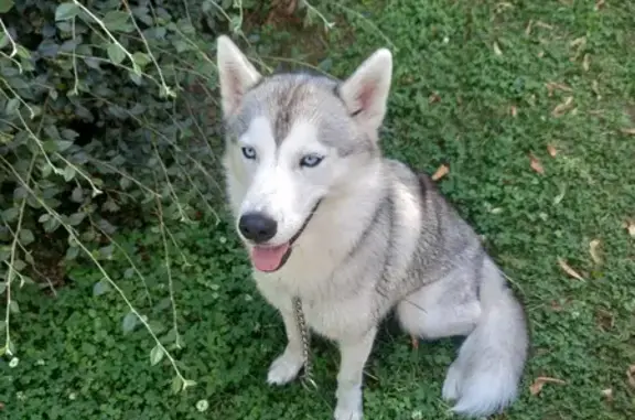 Chien perdu , photo : Husky Lissana perdue à Pré-en-Pail