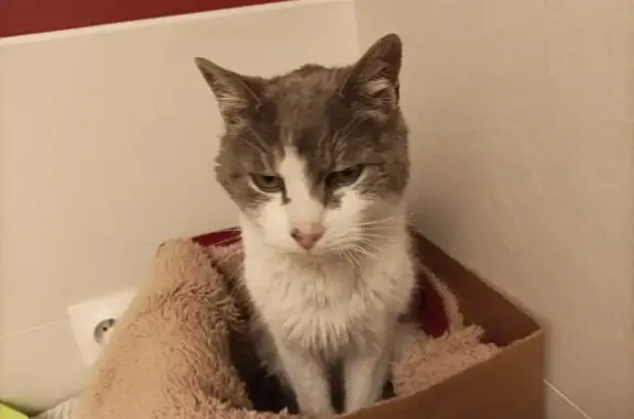Animaux trouvés Bléré, photo: Chat trouvé maigre et affamé à Bléré