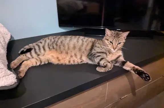 Chatte tigrée perdue à Boutigny-sur-Essonne - photo