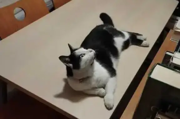 Chat trouvé avec clochette à Annecy - photo