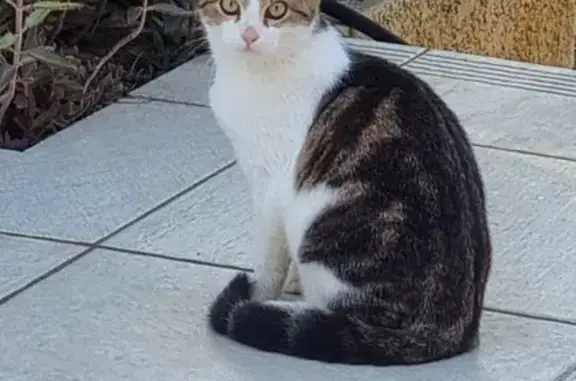Chaton trouvé, 5 mois, craintif, Perpignan - photo