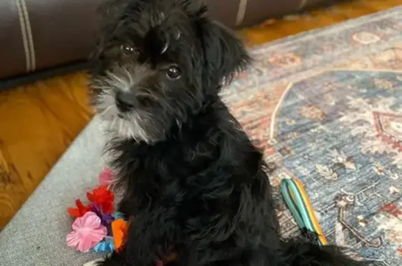 Lost Black Shih Tzu Mix in Wake Forest