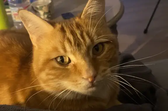 Animaux perdus Blainville-sur-Orne, photo: Petit chat roux perdu à Blainville-sur-Orne