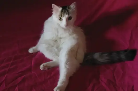 Animaux perdus Quimper, photo: Chatte blanche/grise disparue à Quimper