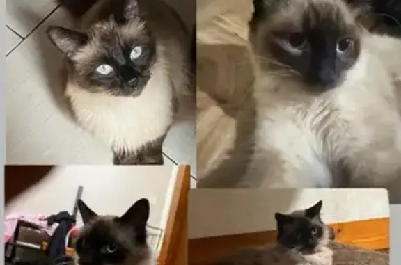 Help Find Stormy: Missing Siamese Cat