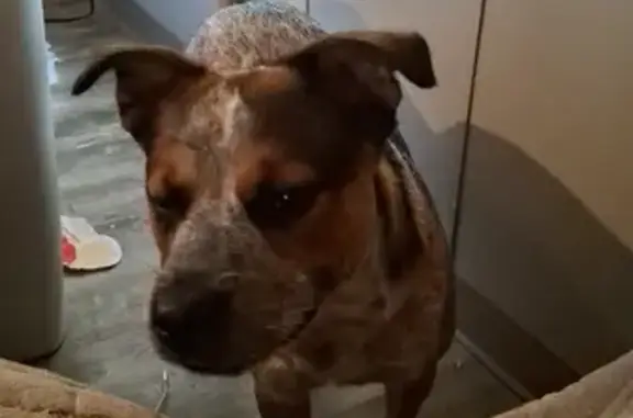 Missing: Sweet Blue Heeler Pit Mix, 1yr