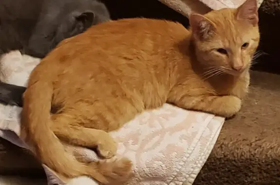 Lost Orange Tabby: 9-Month-Old Kitten