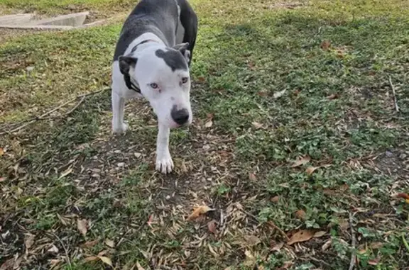 Found Sweet Female Dog in Kyle Area