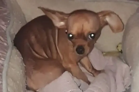 Missing: Bella, Tan & White Teacup Chihuahua