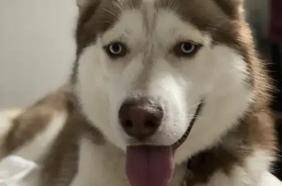 Lost Siberian Husky 'Pumpkin' in Kannapolis