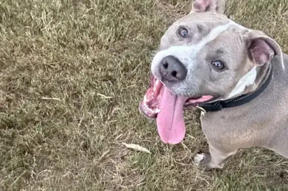 Lost Sweet Pitbull: Gray & White, 3 Yrs