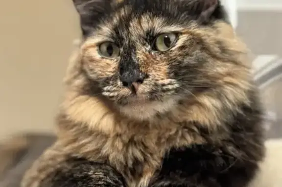 Lost Tortoiseshell Cat on Pomelo Drive