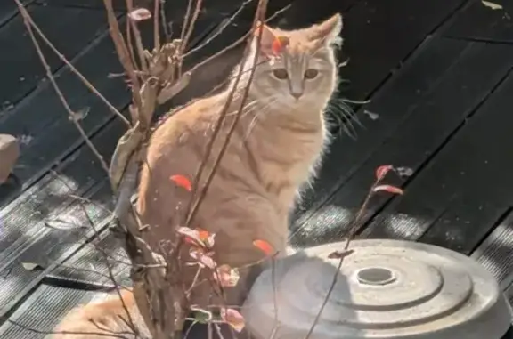 Chat perdu, , photo: Chat beige perdu à Oullins, contactez-moi