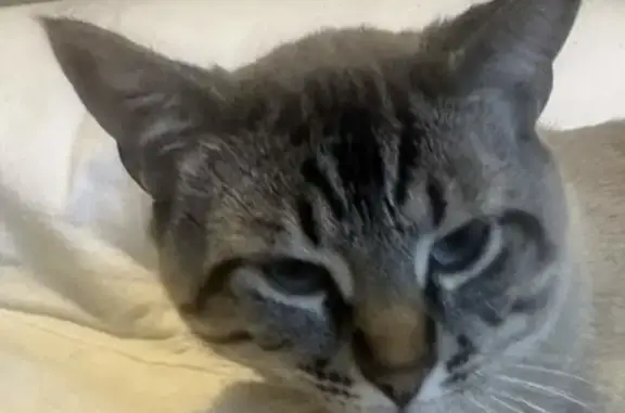 Lost: Baby the Tabby with Blue Eyes