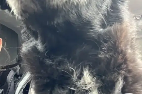 Petit chien trouvé sur départementale sans collier - photo