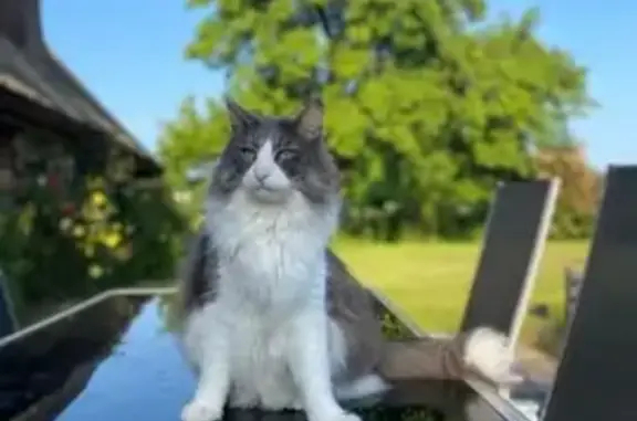 Chat perdu, Marnes-la-Coquette, photo: Chat sociable disparu à Marnes-la-Coquette
