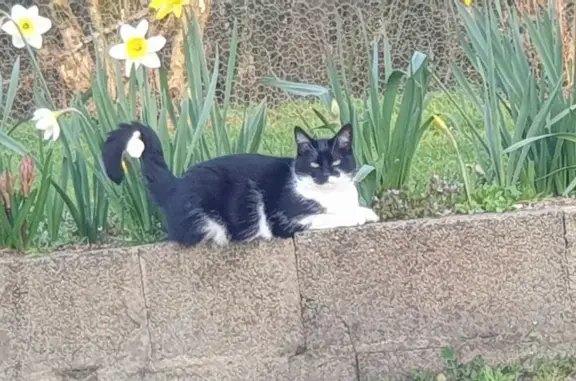 Chatte noire et blanche perdue à Montigny - photo