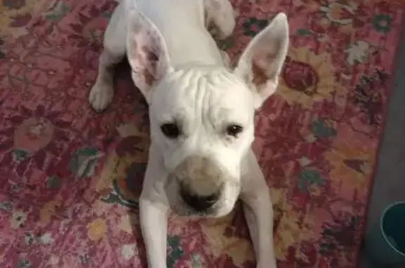 Missing: White Pitbull Hank in Reno, NV