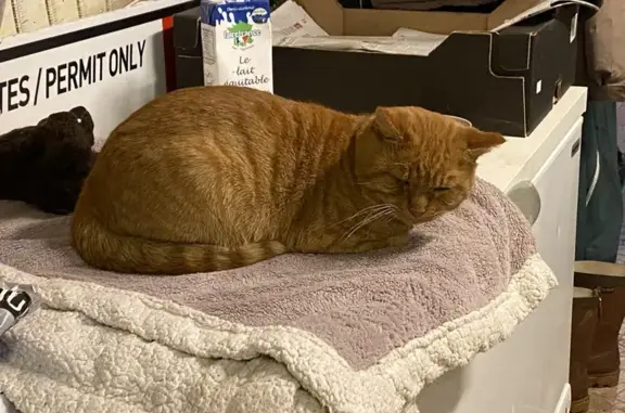 Animaux trouvés , photo: Chat tigré roux trouvé en forêt Gouffern