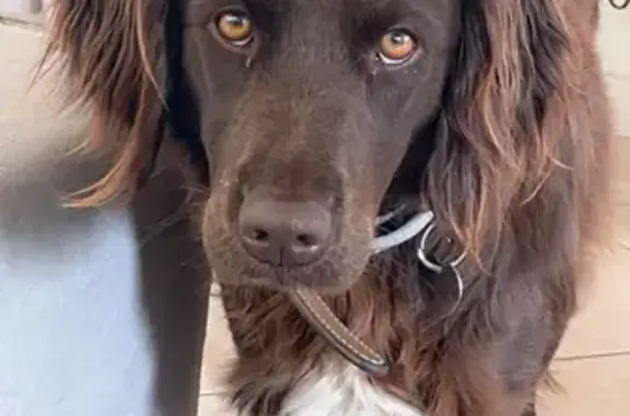 Animaux perdus , photo: Chienne marron perdue à Saint-Léger