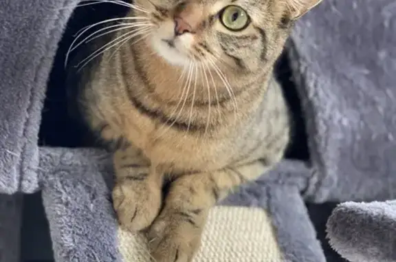 Animaux perdus , photo: Chat tigre Bjorn disparu à Argonay