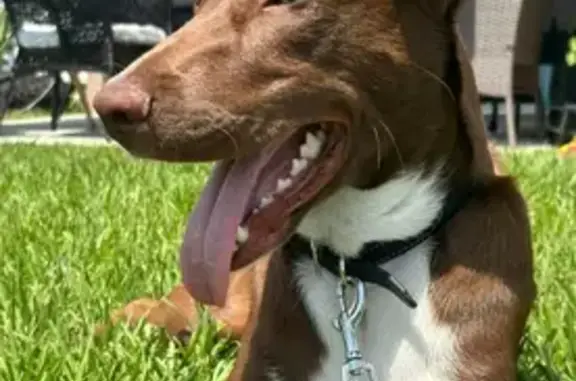 Lost Scared Dog: Brown & White...