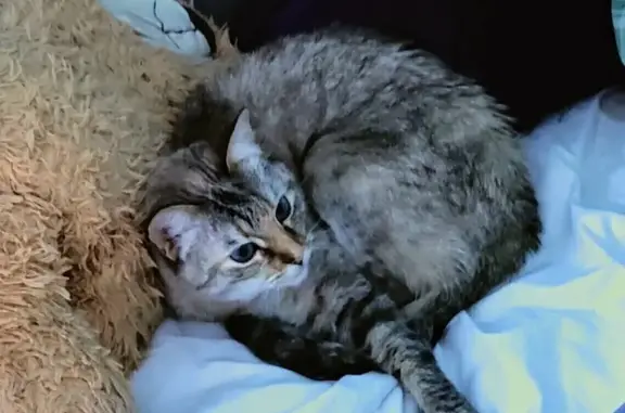 Chat perdu, La Rochelle, photo: Chat européen perdu, yeux bleus, La Rochelle