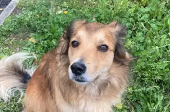 Chienne câline trouvée, sans collier - photo