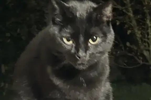Animaux trouvés Lutterbach, photo: Chat craintif trouvé Rue des Champs, Lutterbach
