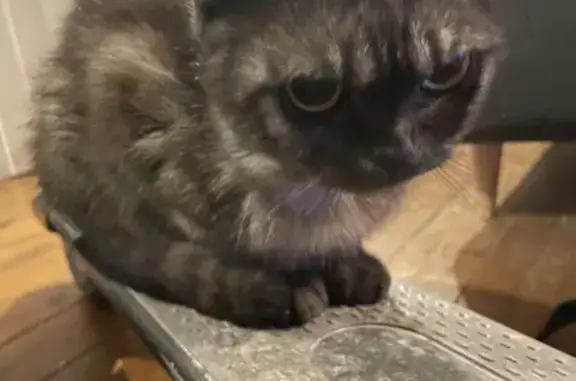 Chatte noire trouvée Rue Gaspard Monge - photo