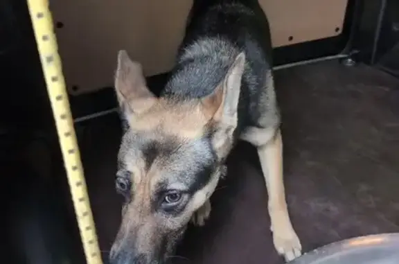 Animaux trouvés , photo: Chienne berger allemand trouvée à Simard