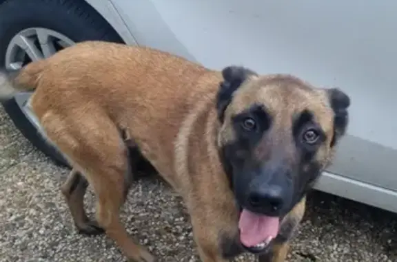 Berger malinois Sisko disparu à Montmaurin - photo