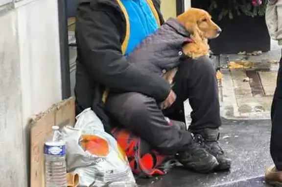 Cocker suspecté volé avec mendiant, Paris 8e - photo