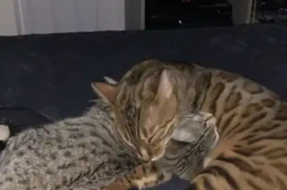 Chatte bengal perdue - 19/11, Le Blanc - photo